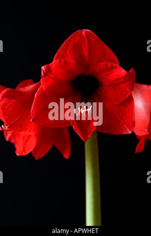 De découpe de l'amaryllis hippeastrum rouges ou des fleurs sur fond noir Banque D'Images