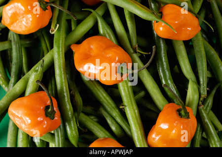 Haricots verts et poivrons Habanero orange chaud Banque D'Images