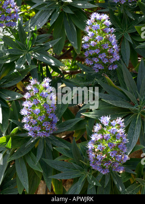 Fierté de Madère (echium candicans) Banque D'Images