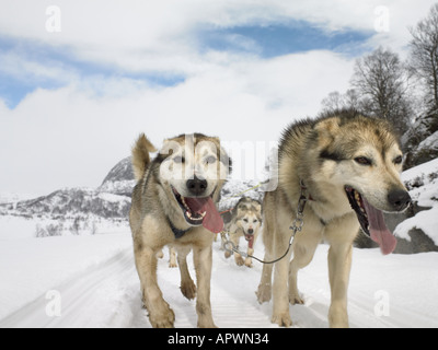 Trekking Huskies dans la neige Banque D'Images