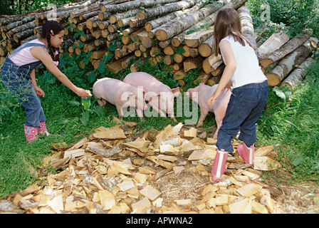 Pour nourrir les cochons Banque D'Images