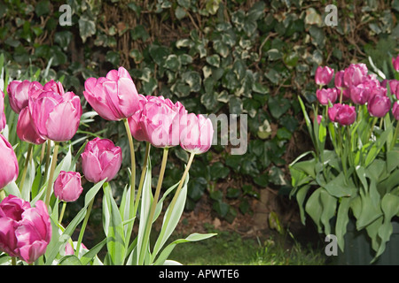 Tulipes dans un jardin Banque D'Images