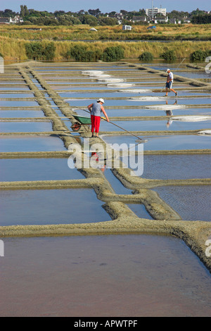 La collecte du sel de mer dans les salines (marais salants de Guérande), Bretagne, France Banque D'Images