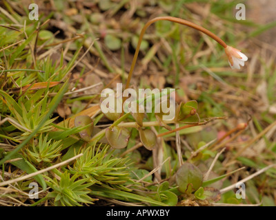 La Nouvelle Zélande, d'Épilobe epilobium brunnescens Banque D'Images