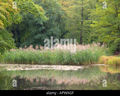 Roseaux et toujours calme paisible parc tranquille eau Wroclaw Szczytnicki Banque D'Images