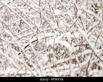 Thicket Blackberry recouvert de neige Banque D'Images