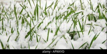 Une lumière de la neige couvre les frais de lames fines herbe verte. Banque D'Images