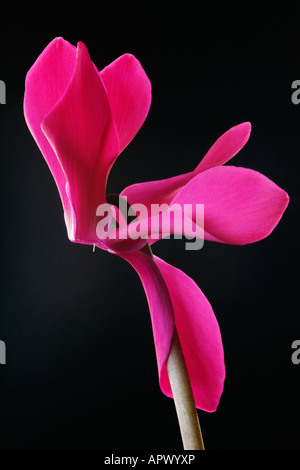 Cyclamen rose sur fond noir Banque D'Images