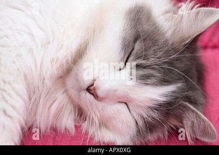 Chat gris et blanc moelleux dormir sur une couverture rose Banque D'Images
