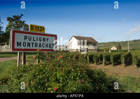 Puligny Montrachet panneau du village sur la D113 avec des rangées de vignes au bord de la route, Bourgogne, France Banque D'Images