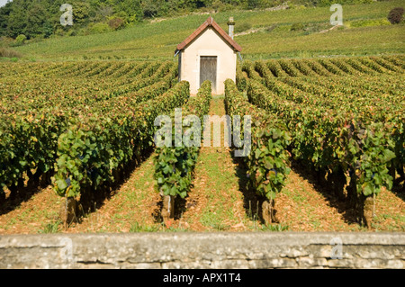 Rangées de vignes sur premier cru entre Pernand-vergelesses et Savigny les Beaune, bourgogne, france Banque D'Images