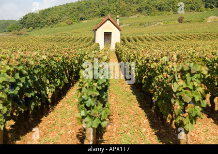 Paysage avec des rangées de vignes sur premier cru entre Pernand-vergelesses et Savigny les Beaune, bourgogne, france Banque D'Images