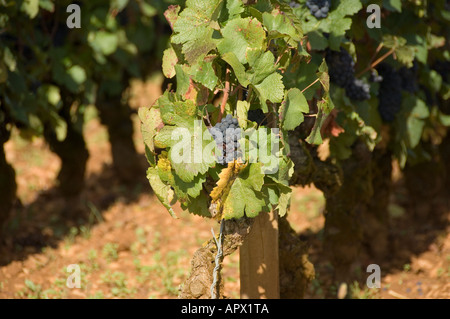 Pinot noir le vignoble premier cru entre Pernand-vergelesses et Savigny les Beaune, bourgogne, france Banque D'Images