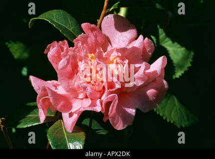 Camellia peach pink ruffles gouttes de pluies s'évaporer sous les rayons du soleil Banque D'Images