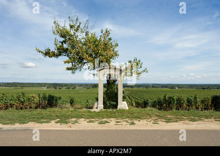 Clos des Ormes vignoble premier cru signer et rabougris tree à Morey Saint Denis, Bourgogne, France Banque D'Images