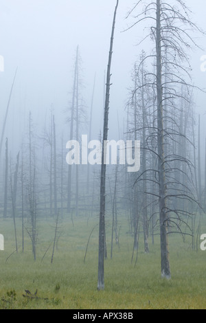 Pins tordus Résumé Le Parc National de Yellowstone au Wyoming Banque D'Images