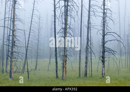 Pins tordus Résumé Le Parc National de Yellowstone au Wyoming Banque D'Images