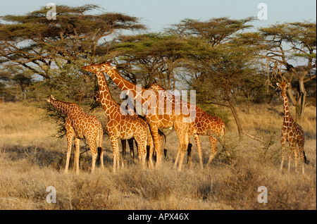 Famille de giraffe réticulée naviguant sur acacia Banque D'Images