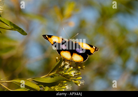 Junonia hierta jaune pansy (papillon) cebrene Banque D'Images