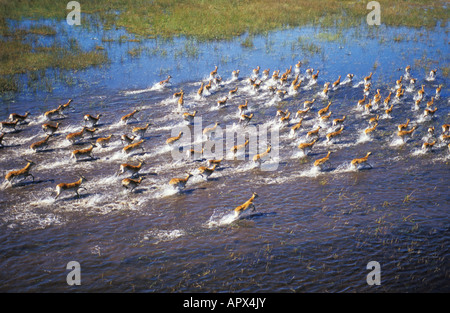 Vue aérienne de cobes lechwes rouges (kobus lechel) troupeau d'exécution par l'eau. Banque D'Images