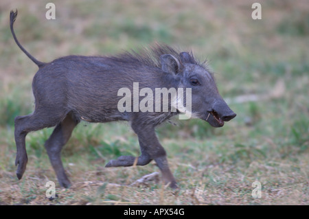 Phacochère piglet exécutant Banque D'Images