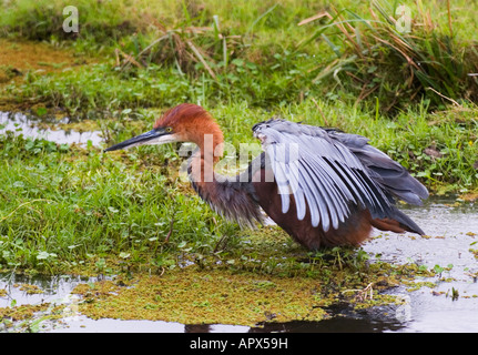 Héron goliath (Ardea goliath) de nourriture dans une zone humide. Banque D'Images