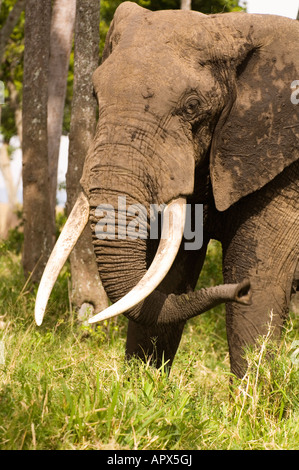 Bull Elephant (Loxodonta africana) avec de grandes défenses Banque D'Images