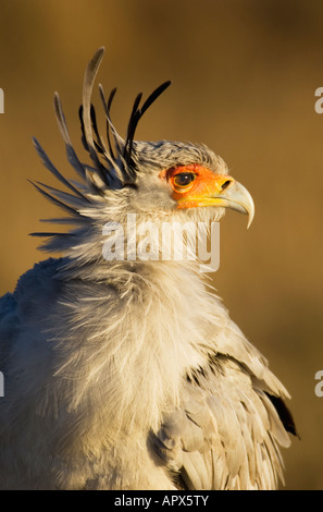 Secrétaire Oiseau (Saggitarius serpentarius) portrait Banque D'Images