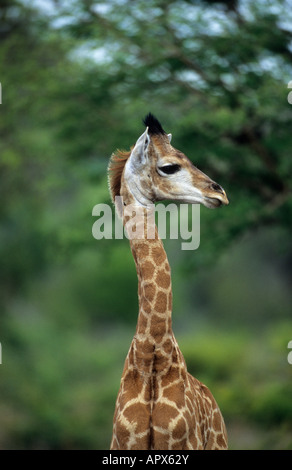 Portrait d'une jeune Girafe (Giraffa camelopardalis) Banque D'Images