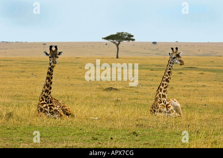 Girafe couchée tout en ruminant (Giraffa camelopardalis) Banque D'Images