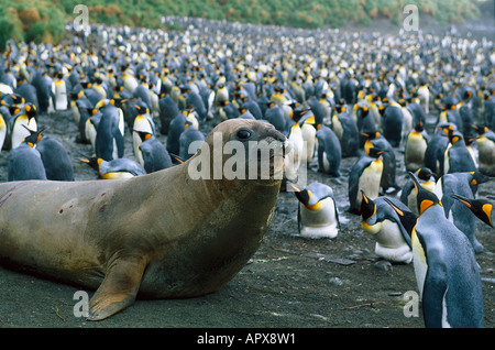 Le sud de l'Éléphant de mer en colonie de pingouins, Roi de l'île Macquarie, Australie Banque D'Images