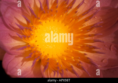 Un gros plan de l'intérieur d'une fleur de nénuphar (Nymphaea nouchali) Banque D'Images