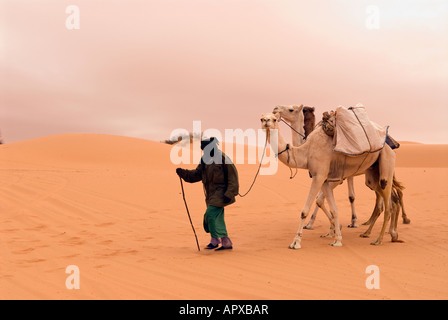 Un seul homme touareg traversant le Sahara libyen près de l'Ubari sur un jour nuageux terne avec ses chameaux, la Libye, l'Afrique du Nord. Banque D'Images