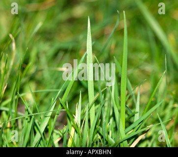 Close up de brins d'herbe dans une pelouse Banque D'Images