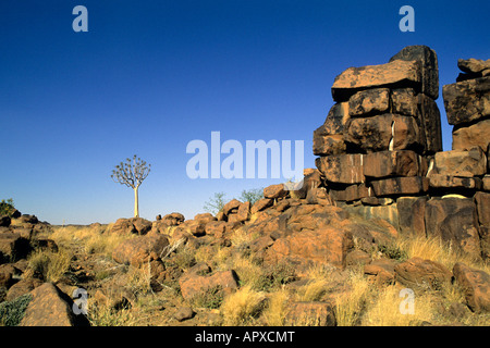 Un seul arbre carquois (Kokerboom (Aloe Dichotoma)) semble dérisoire par rocher géant Banque D'Images