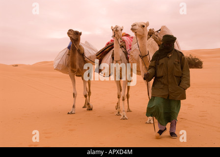 Un seul homme touareg traversant le Sahara libyen près de l'Ubari sur un jour nuageux terne avec ses chameaux Banque D'Images