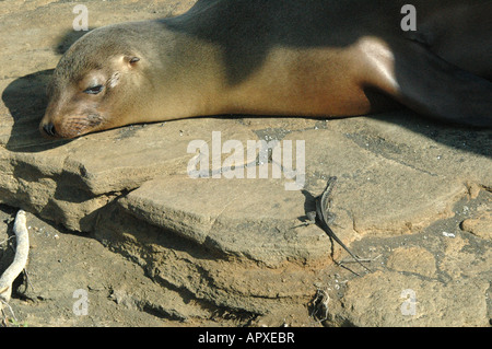 Lion de mer Galapagos, (Arctocephalus galapagoensis) et le cap Lizard Banque D'Images