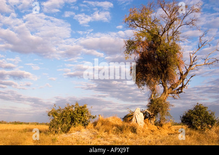 Une vue panoramique d'un guépard en herbe longue sur une termitière sous un grand arbre sous un grand ciel nuageux. Banque D'Images