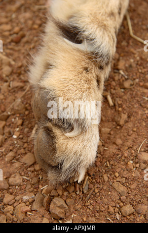 Cheetah paw montrant griffes non escamotables Banque D'Images