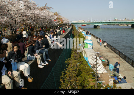 Sans-abri, vivant dans des boîtes de Tokyo, Japon, fleur de cerisier, les visiteurs du festival et de sans-abri sur la rive du fleuve, Kirschbluetenfest Besu Banque D'Images