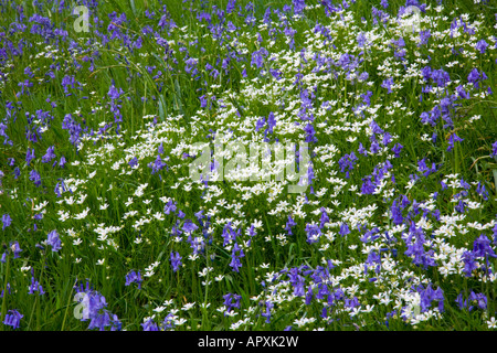 Sevenoaks, Kent, Angleterre. Jacinthes et autres fleurs sauvages. Banque D'Images