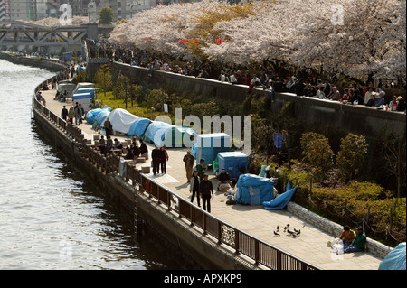 Sans-abri, vivant dans des boîtes de Tokyo, Japon, communauté des sans-abri sur les rives de la rivière Sumida, Cherry Blossom Festival Obdachlose, Banque D'Images