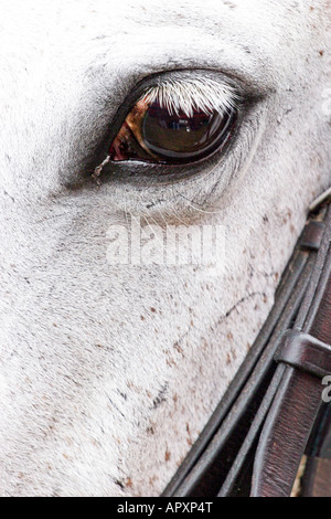 Polo poney,gris,,head,bridle,sellerie,eye, soul, Banque D'Images