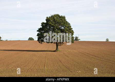 Un arbre de chêne solitaire dans un champ en été, Worcestershire, Royaume-Uni Banque D'Images