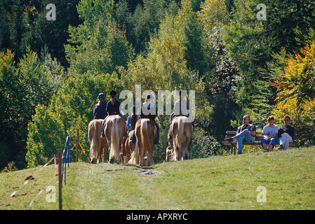 Cavaliers sur des chevaux Haflinger, près de Hafling Tyrol du Sud, Italie Banque D'Images