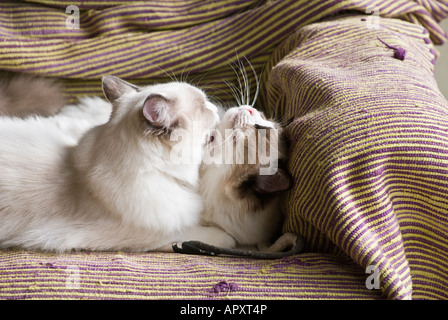 Deux jeunes chatons Ragdoll pedigree d'enfant de lave Banque D'Images