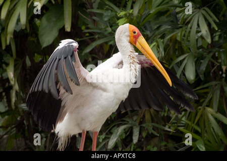 Bec jaune cigogne laiteuse Mycteria ibis battant des ailes d'oiseaux de Kuala Lumpur Malaisie Asie du sud-est du parc Banque D'Images