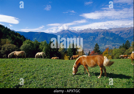 Des chevaux Haflinger, près de Hafling Tyrol du Sud, Italie Banque D'Images