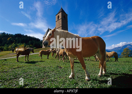Des chevaux Haflinger, près de Hafling Tyrol du Sud, Italie Banque D'Images