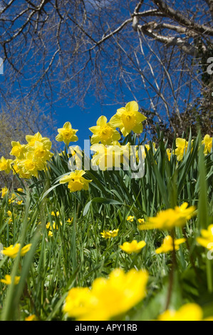 Jonquilles jaune, la fleur nationale du Pays de Galles, le printemps Banque D'Images